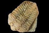 Fossil Calymene Trilobite Nodule - Morocco #106618-2